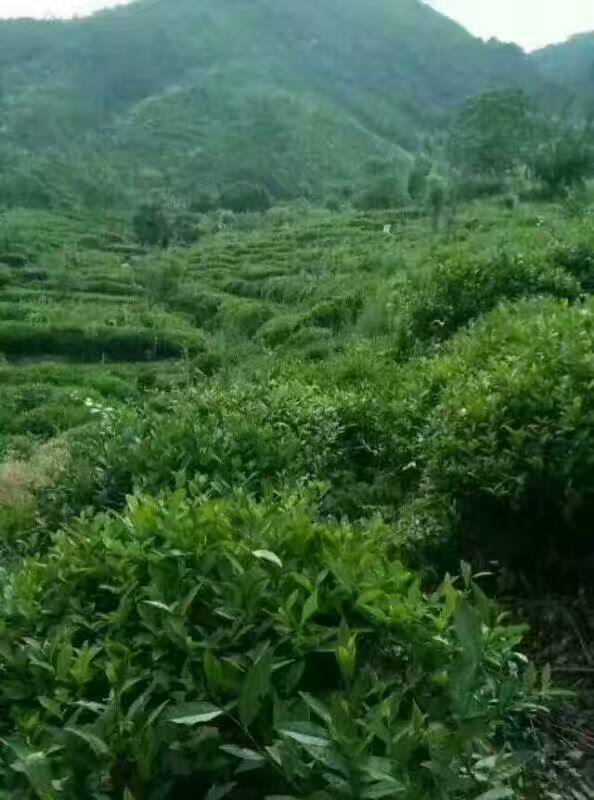 ��׼��ƶ�ĵ�·�ϣ����Ǵ�����