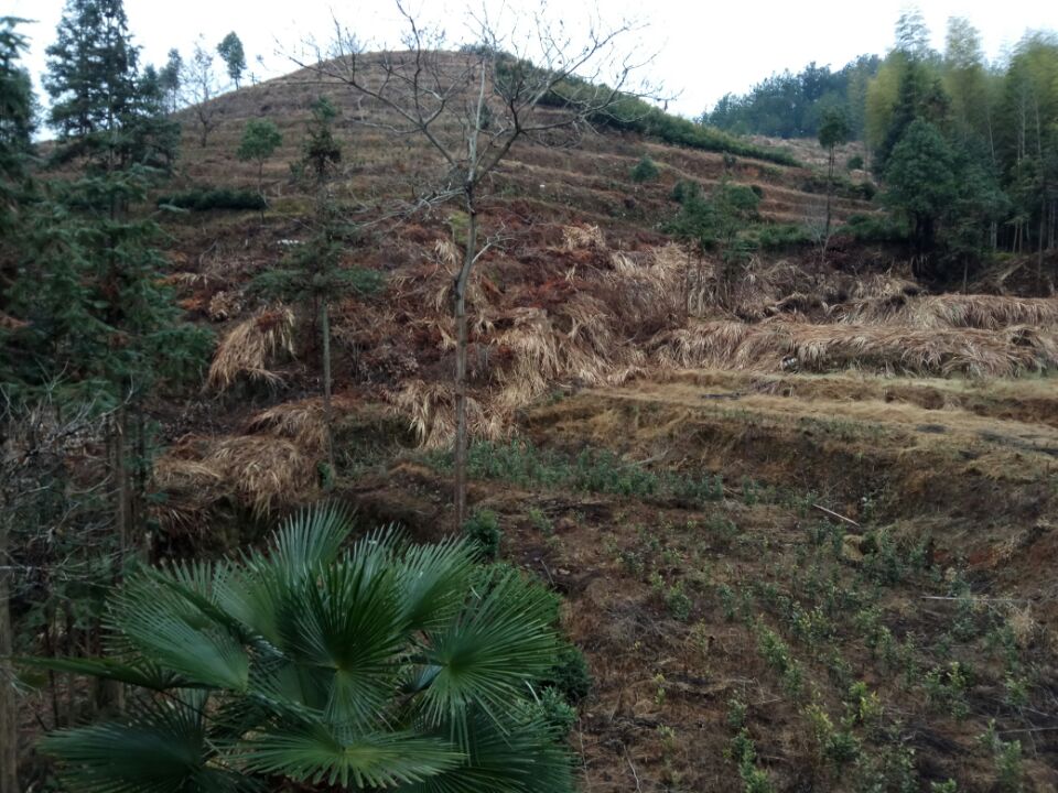 ��Ȫ���������÷��ֲ����