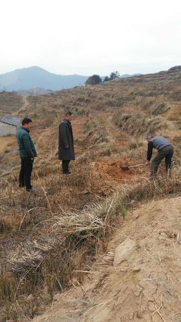 ����ɽ������ֲ��(ͼ��)