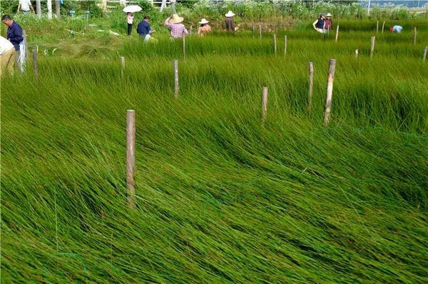 ǧĶ����ϲ�����